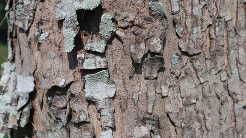 chipped and peeling bark on a tree.