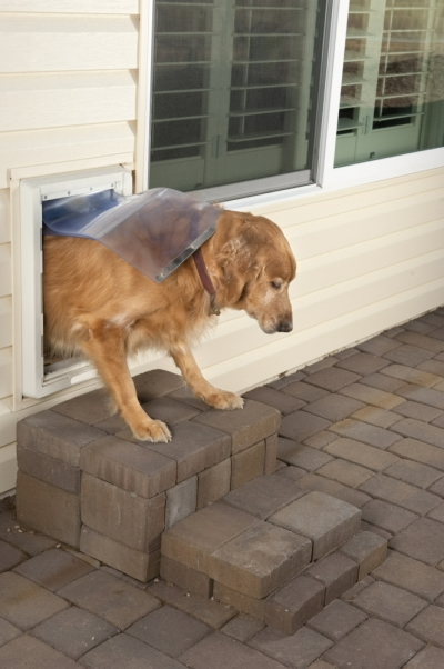 Photo of Dog Exiting a Pet Door